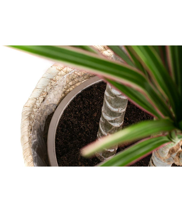 Drachenbaum - Dracaena Marginata 'Bicolor', In Seegras-Korb – Bild 4