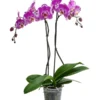 Schmetterlingsorchidee - Phalaenopsis Cultivars 'Victorio'