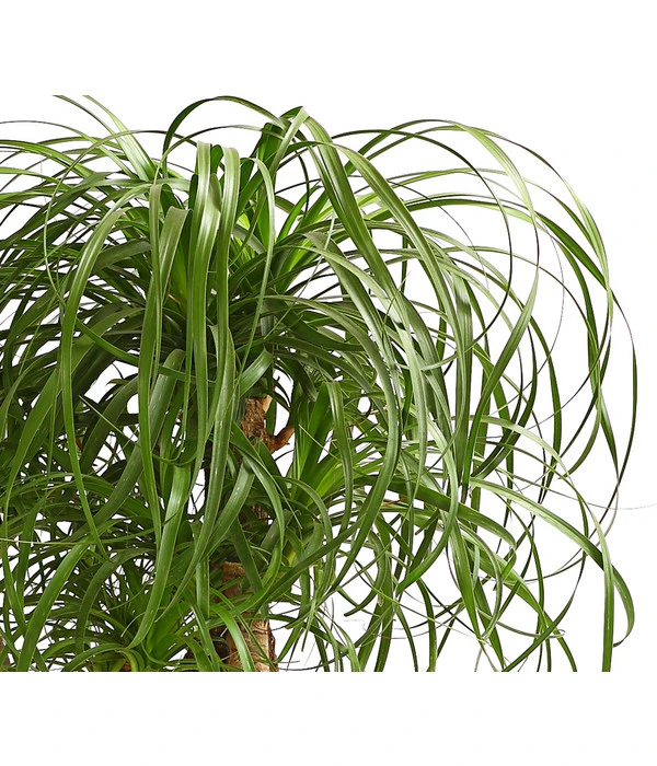 Elefantenfuß - Beaucarnea Recurvata, Verzweigt – Bild 3