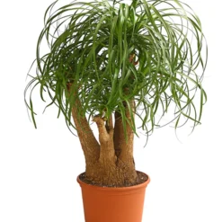 Elefantenfuß - Beaucarnea Recurvata, Verzweigt