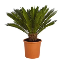 Sagopalmfarn - Cycas Revoluta