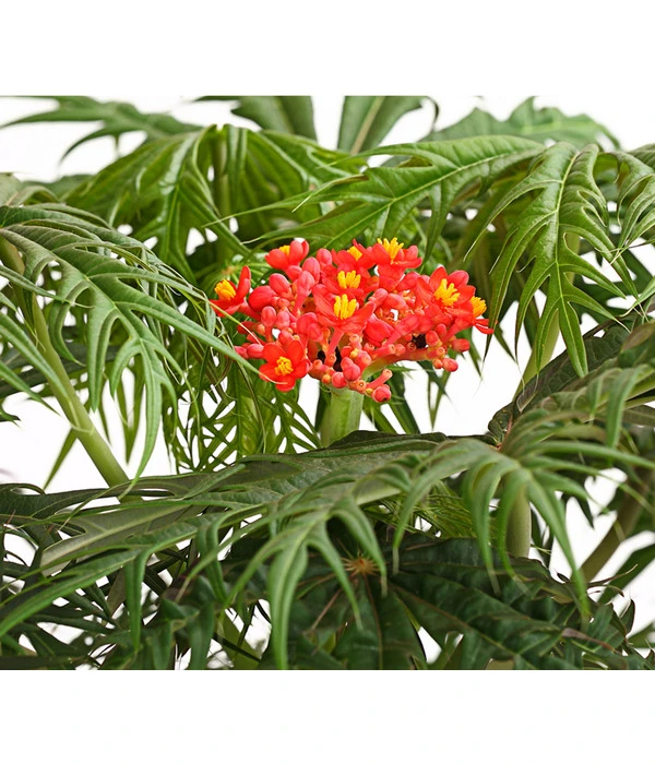 Korallenbaum - Jatropha Multifida – Bild 2