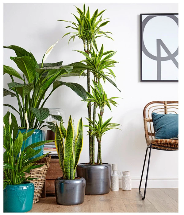 Air So Pure® Einblatt - Spathiphyllum Wallisii 'Sensation' – Bild 4