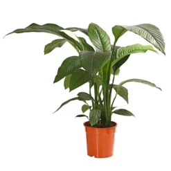 Air So Pure® Einblatt - Spathiphyllum Wallisii 'Sensation'