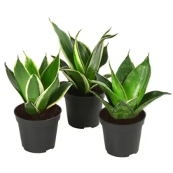 Bogenhanf-Set - Sansevieria Trifasciata Hahnii, 3-teilig