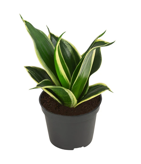 Bogenhanf-Set - Sansevieria Trifasciata Hahnii, 3-teilig – Bild 2