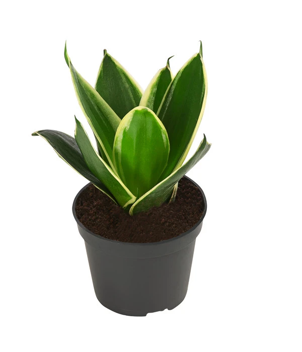 Bogenhanf-Set - Sansevieria Trifasciata Hahnii, 3-teilig – Bild 3