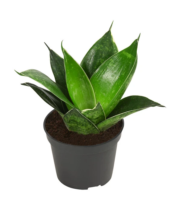 Bogenhanf-Set - Sansevieria Trifasciata Hahnii, 3-teilig – Bild 4