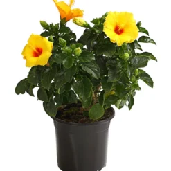 Zimmerhibiskus - Hibiscus Rosa-sinensis, Verschiedene Sorten