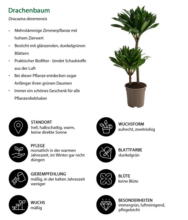 Drachenbaum - Dracaena Deremensis Compacta – Bild 2