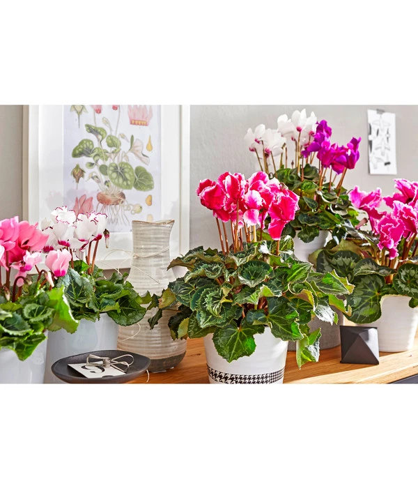 Alpenveilchen 'Victoria' – Bild 8