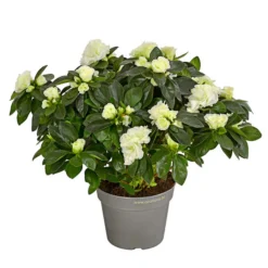 Zimmerazalee - Rhododendron Simsii 'Aiko White'