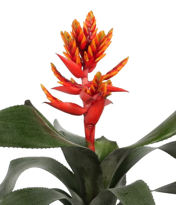 Lanzenrosette - Aechmea Pepita 'Elegant Flames', In Keramik – Bild 4
