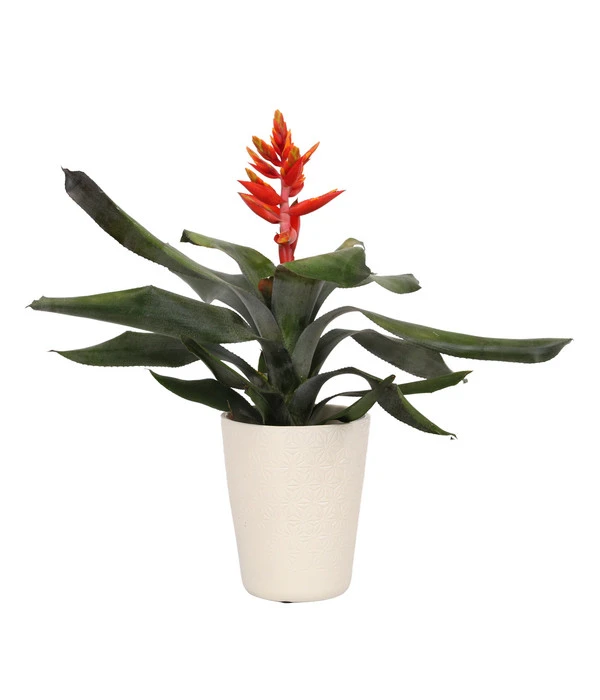 Lanzenrosette - Aechmea Pepita 'Elegant Flames', In Keramik