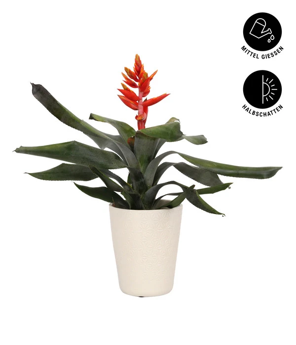 Lanzenrosette - Aechmea Pepita 'Elegant Flames', In Keramik – Bild 2