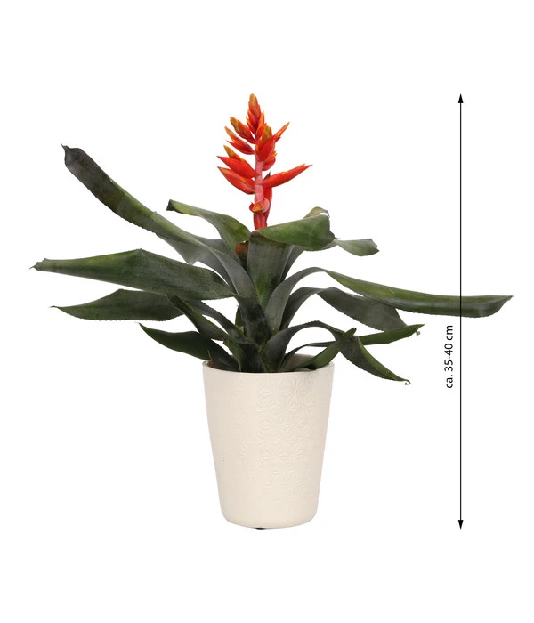 Lanzenrosette - Aechmea Pepita 'Elegant Flames', In Keramik – Bild 3