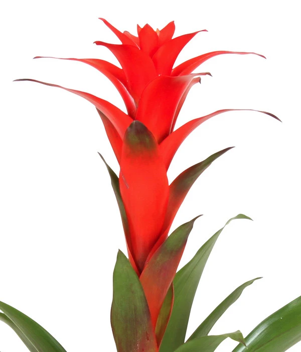 Guzmanie - Guzmania Calypso, In Keramik – Bild 4