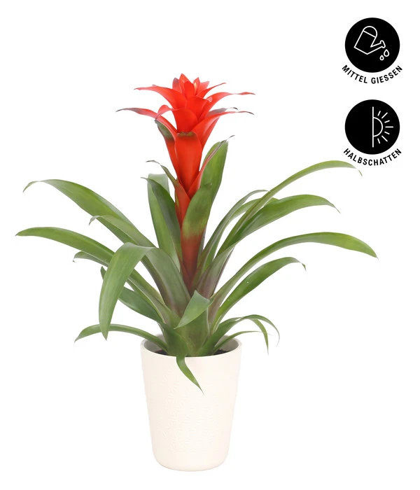 Guzmanie - Guzmania Calypso, In Keramik – Bild 2
