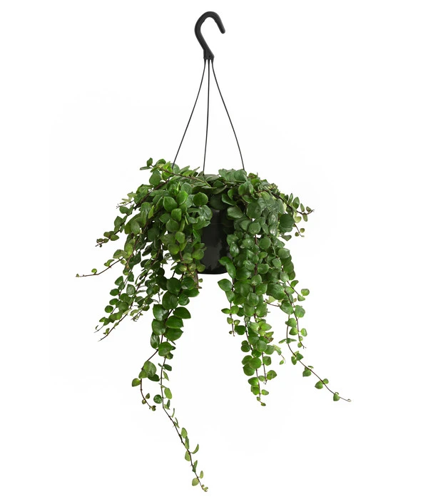 Schamblume - Aeschynanthus 'Pink Polka', Ampel – Bild 2