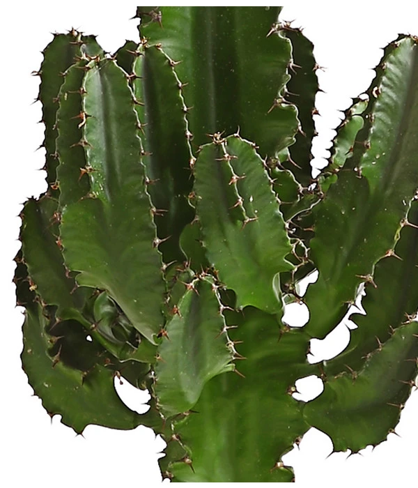 Abessinische Wolfsmilch - Euphorbia Abyssinica – Bild 5