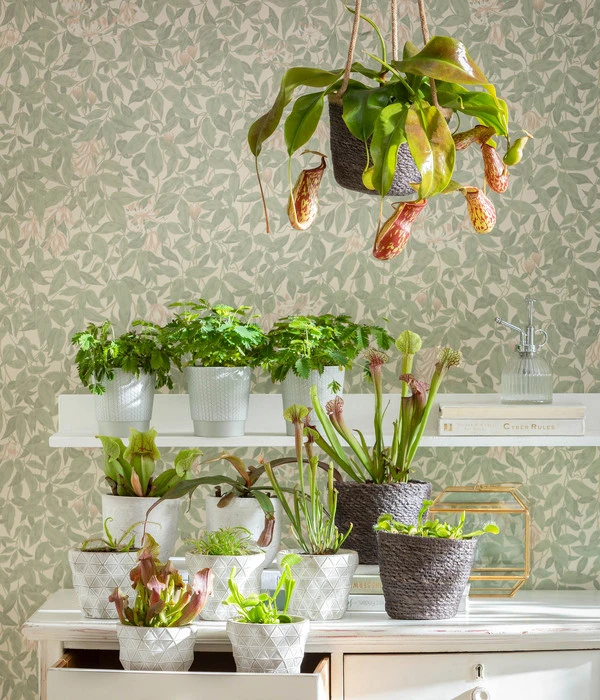 Kap-Sonnentau - Drosera Capensis – Bild 5