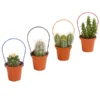 Mini Kakteen Am Bügel, Verschiedene Sorten