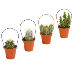 Mini Kakteen Am Bügel, Verschiedene Sorten