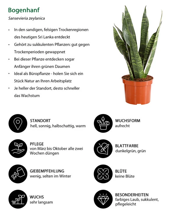 Bogenhanf - Sansevieria Zeylanica – Bild 3