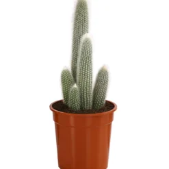 Säulenkaktus - Cleistocactus Strausii