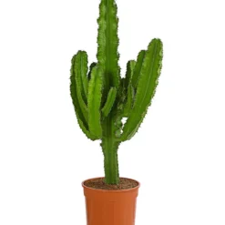 Kaktus-Wolfsmilch - Euphorbia Ingens