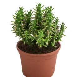 Feigenkaktus - Opuntia Subulata