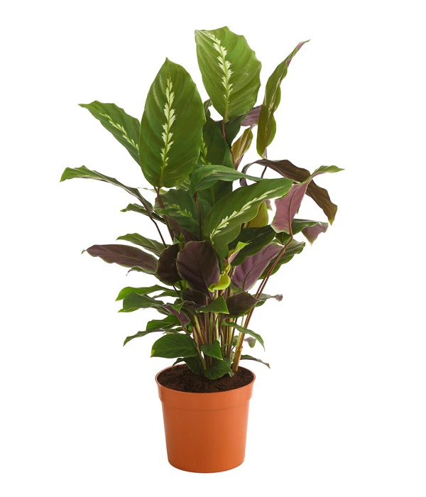 Korbmarante - Calathea 'Maui Queen'