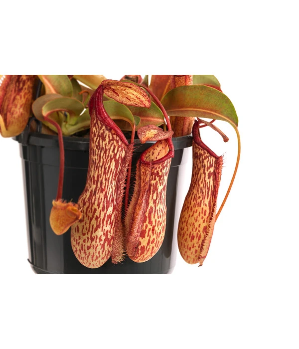 Kannenpflanze - Nepenthes 'Miranda' – Bild 3