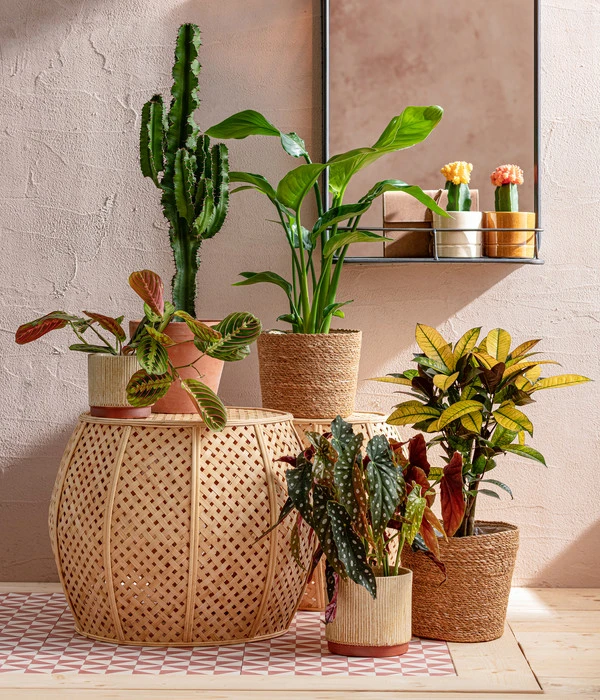 Abessinische Wolfsmilch - Euphorbia Abyssinica – Bild 3