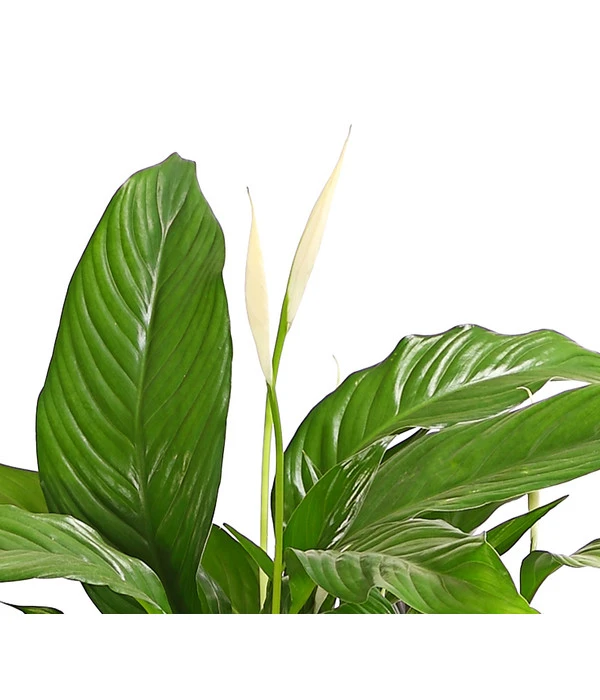 Air So Pure® Einblatt - Spathiphyllum Wallisii 'Bingo' – Bild 2