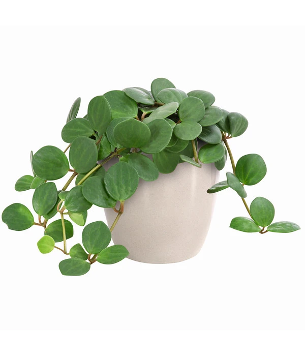 Peperomie - Peperomia Pecunifolia – Bild 2