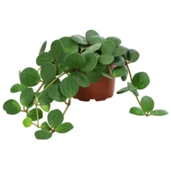 Peperomie - Peperomia Pecunifolia