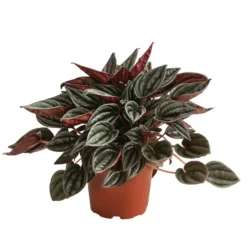 Peperomie - Peperomia Caperata 'Mendoza'
