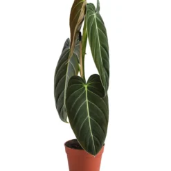 Schwarzgoldener Baumfreund - Philodendron Melanochrysum