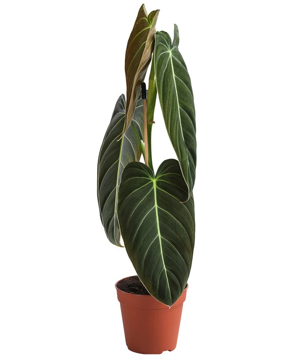 Schwarzgoldener Baumfreund - Philodendron Melanochrysum