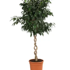 Birkenfeige - Ficus Benjamina 'Danielle'