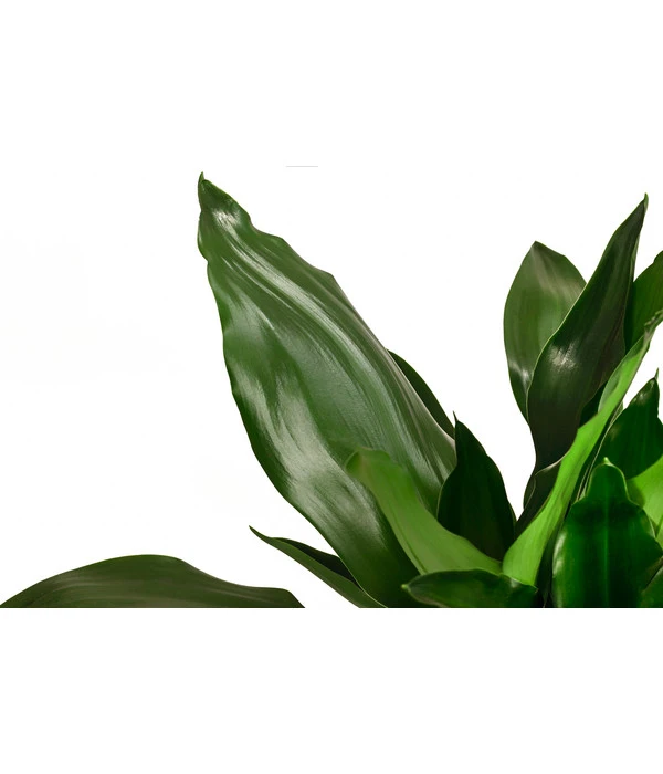 Drachenbaum - Dracaena Fragrans 'Lisa' – Bild 2