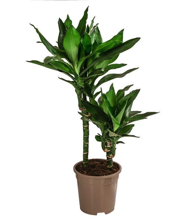 Drachenbaum - Dracaena Fragrans 'Lisa'