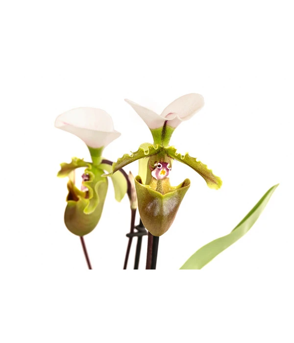 Frauenschuh - Paphiopedilum Spicerianum – Bild 2