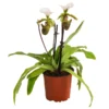 Frauenschuh - Paphiopedilum Spicerianum