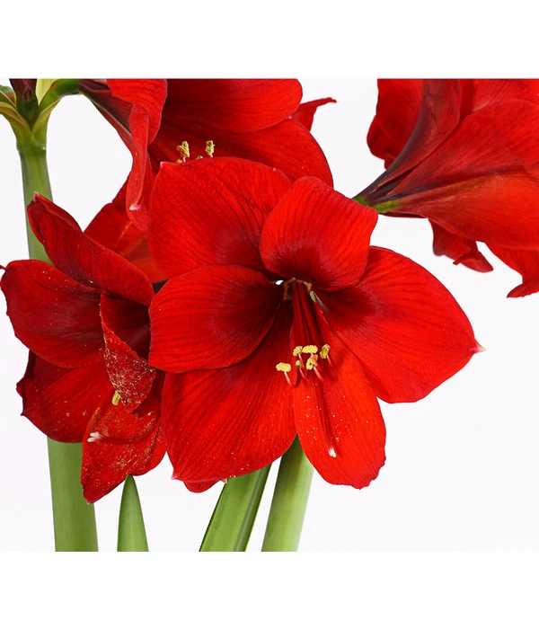 Amaryllis - Hippeastrum-Hybride, Zweitriebig, Sonderfarben – Bild 12
