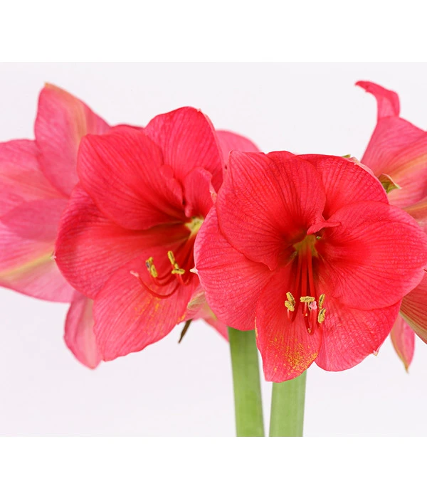 Amaryllis - Hippeastrum-Hybride, Zweitriebig, Sonderfarben – Bild 8