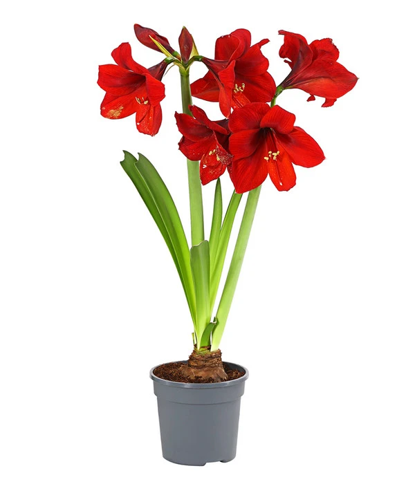 Amaryllis - Hippeastrum-Hybride, Zweitriebig, Sonderfarben – Bild 6