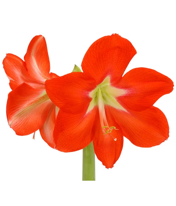 Amaryllis - Hippeastrum-Hybride, Zweitriebig, Sonderfarben – Bild 10