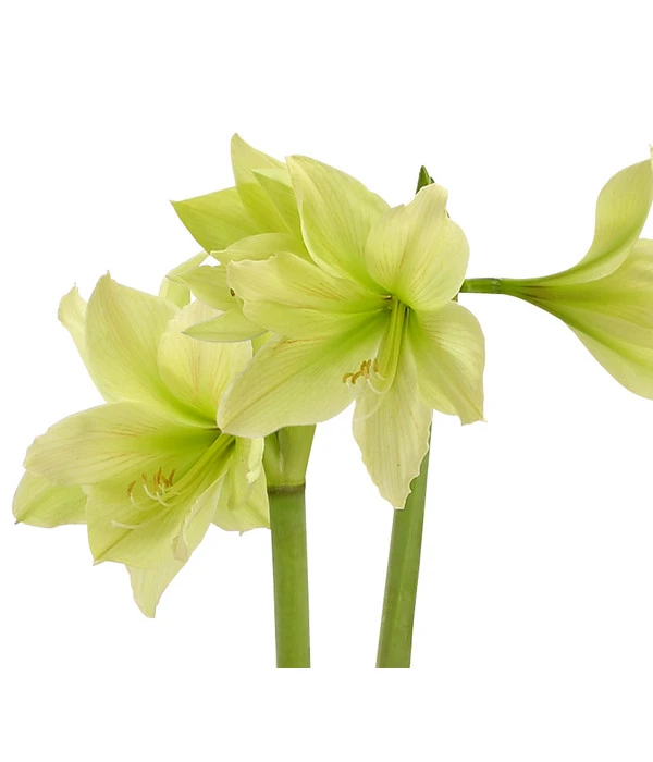 Amaryllis - Hippeastrum-Hybride, Zweitriebig, Sonderfarben – Bild 9